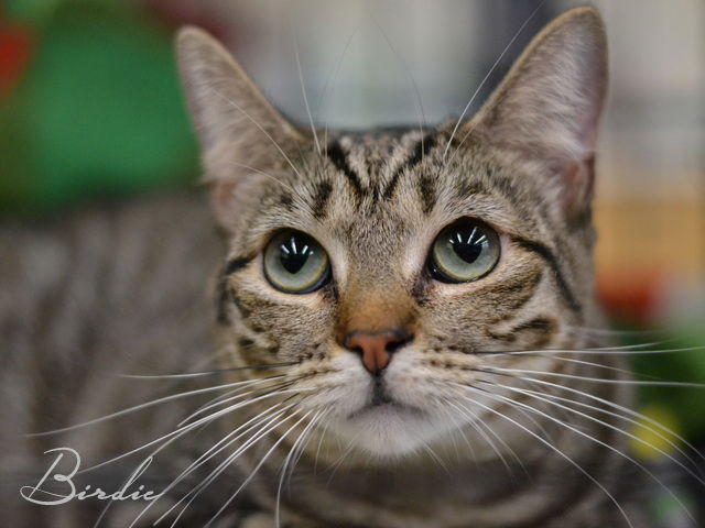 Operation Pets Alive tweet media