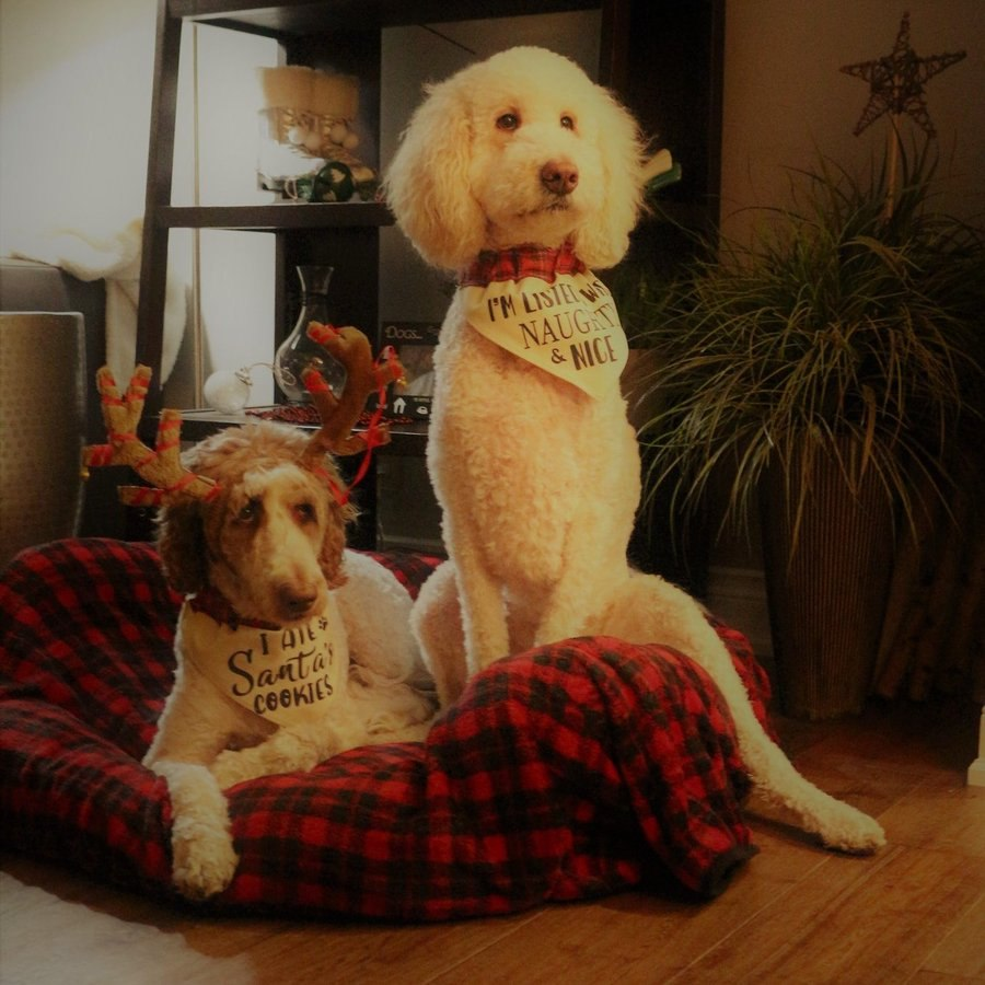 Nessa + Macie Doodle 🇨🇦 tweet media