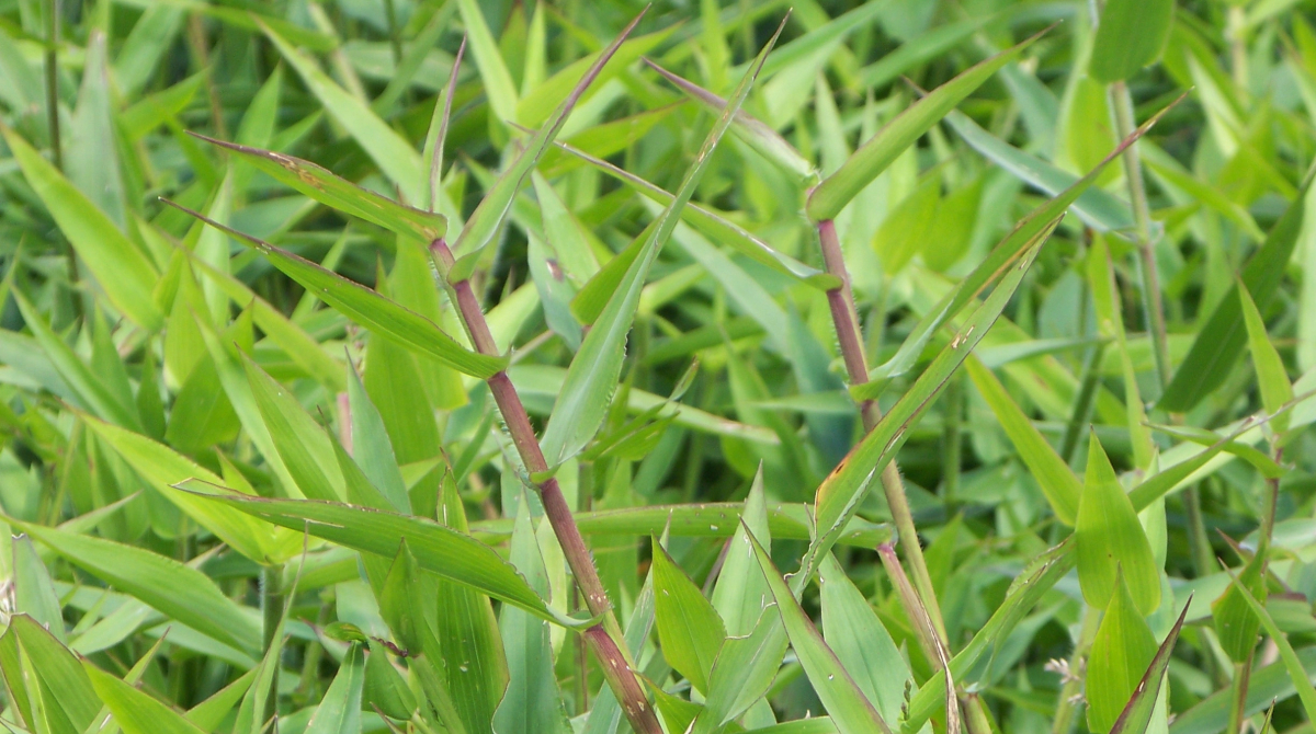 Ernst Seeds tweet media