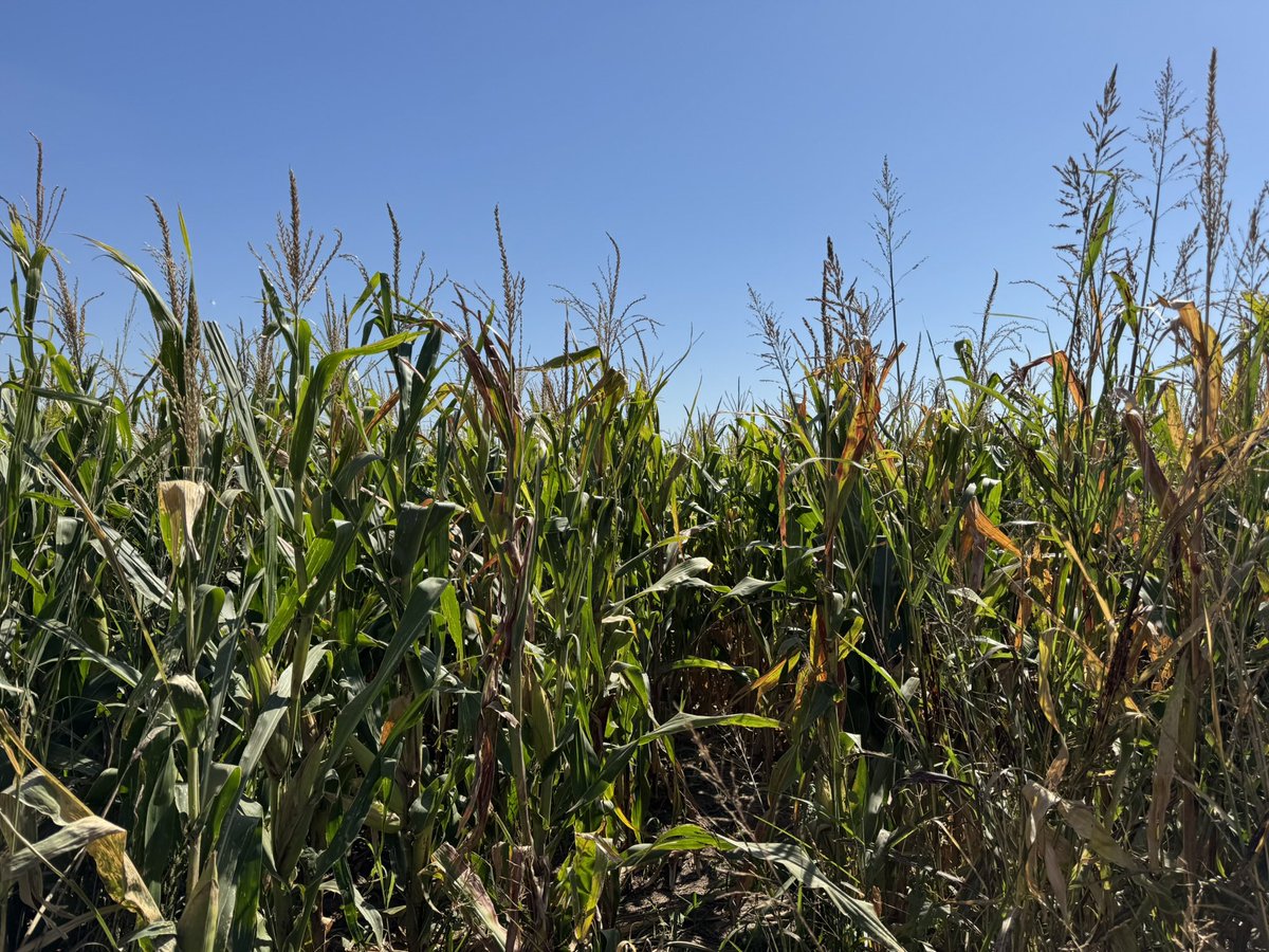 Las muestras de Dalbulus tomadas en un lote de maíz Primavera, dieron 45% de Chicharritas portadoras de Spiroplasma. Es una plaga endémica, por eso sembrar genética de buen comportamiento y realizar la secuencia de aplicaciones estilo Brasil o Paraguay.
