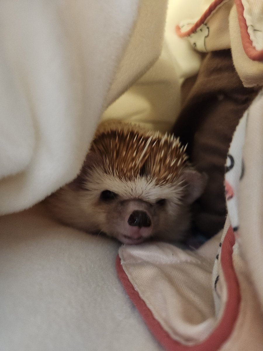 아니 웃긴 게 화는 내면서 떨어지진 않음ㅋㅋㅋㅋㅋㅋㅋㅋ