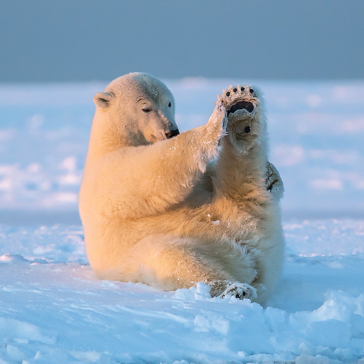 Morning stretches! 📸: Michael J. Cohen #polarbear #yoga, image size:1200x1200