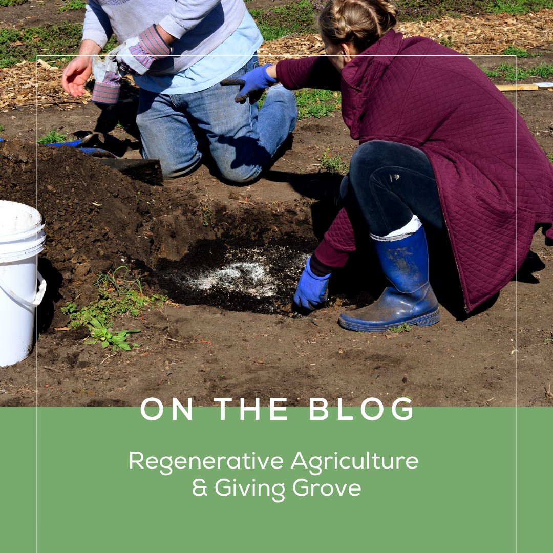 Giving Grove tweet media