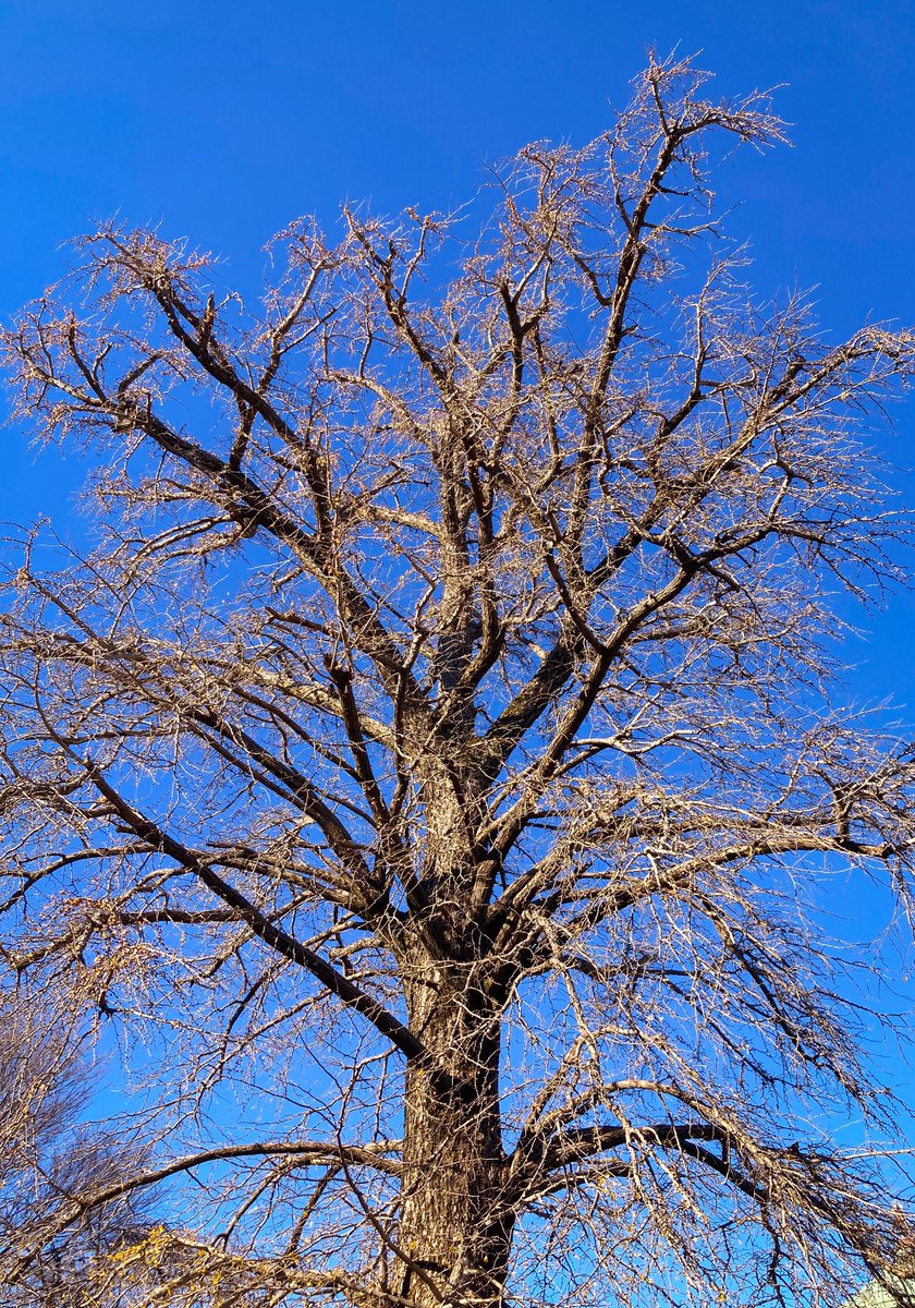 THE BIG TREE(Ginkgo Tree)】※4 photos Monday, December 15, 2025