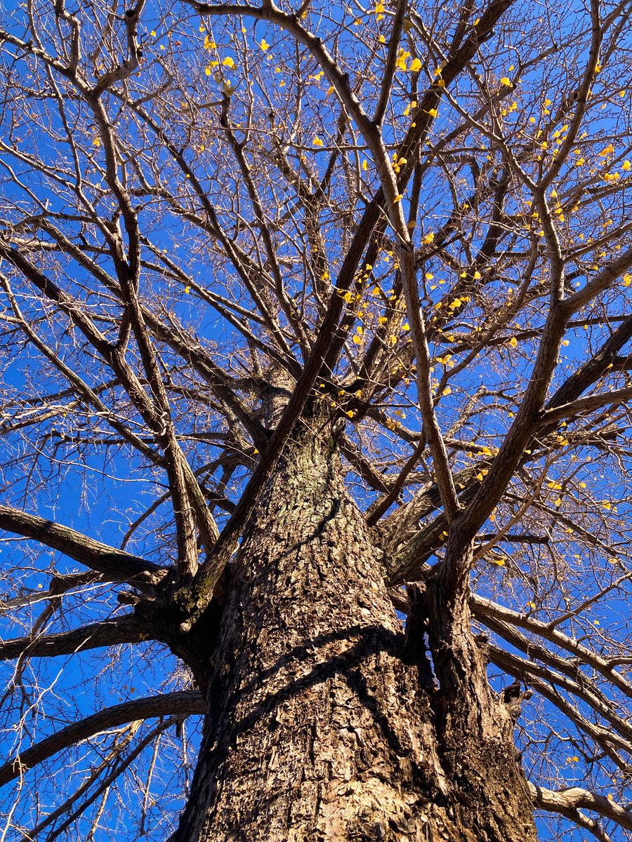 THE BIG TREE(Ginkgo Tree)】※4 photos Monday, December 15, 2025