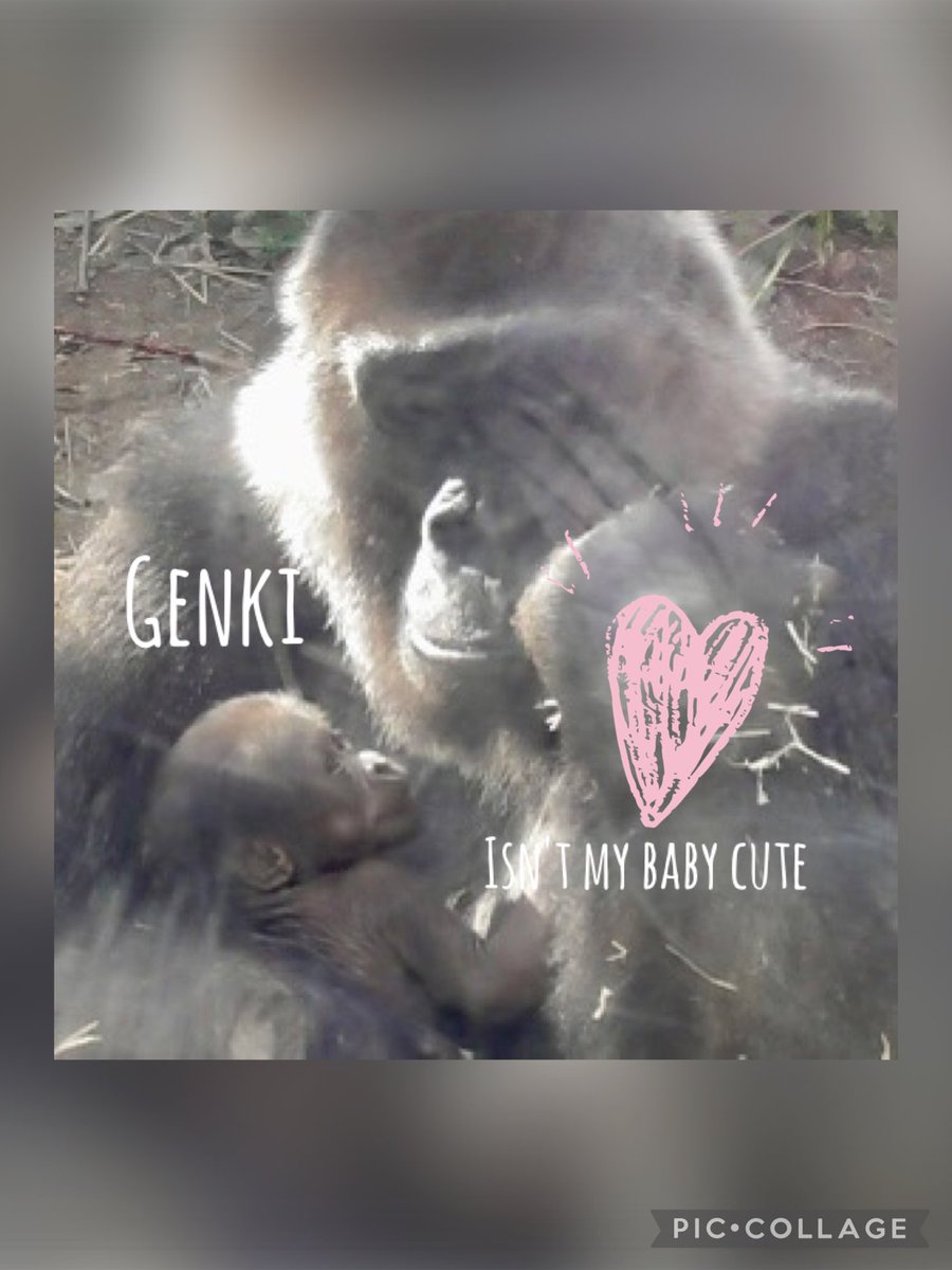 ゴリラページ mqdefault.jpg