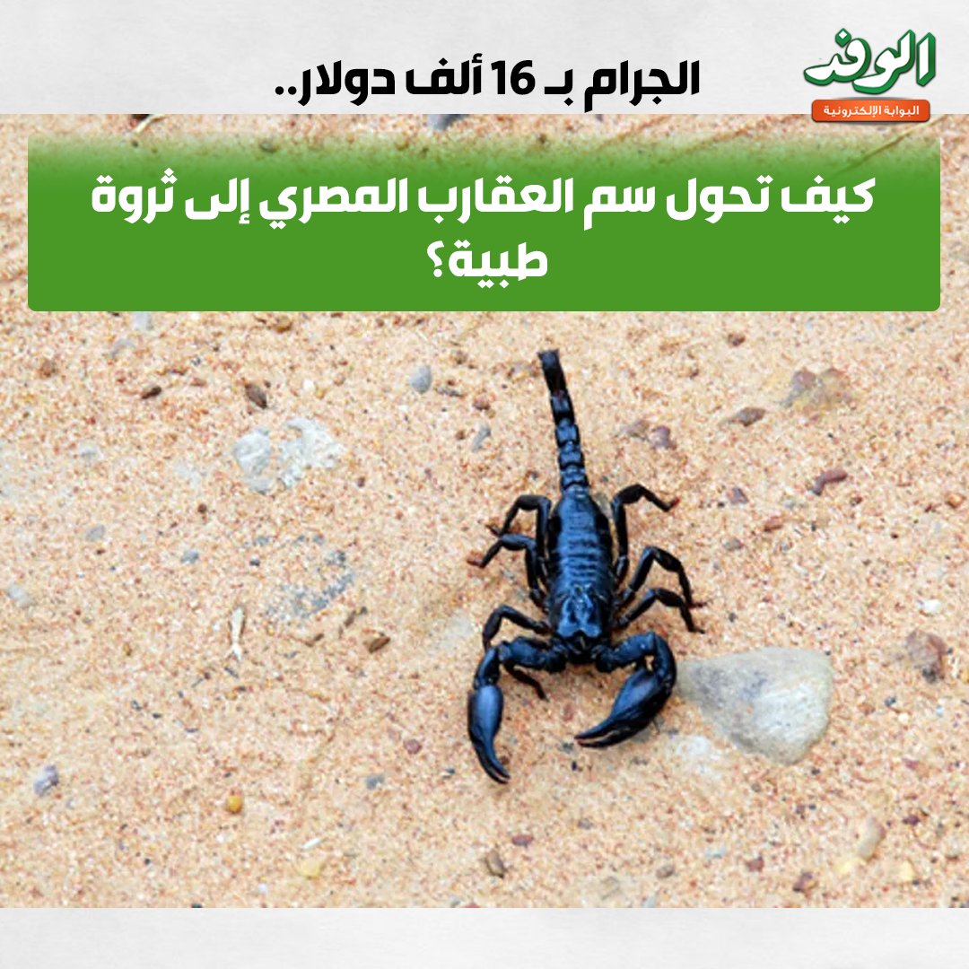بوابة الوفد| الجرام بـ 16 ألف دولار.. كيف تحول سم العقارب المصري إلى ثروة طبية؟ 