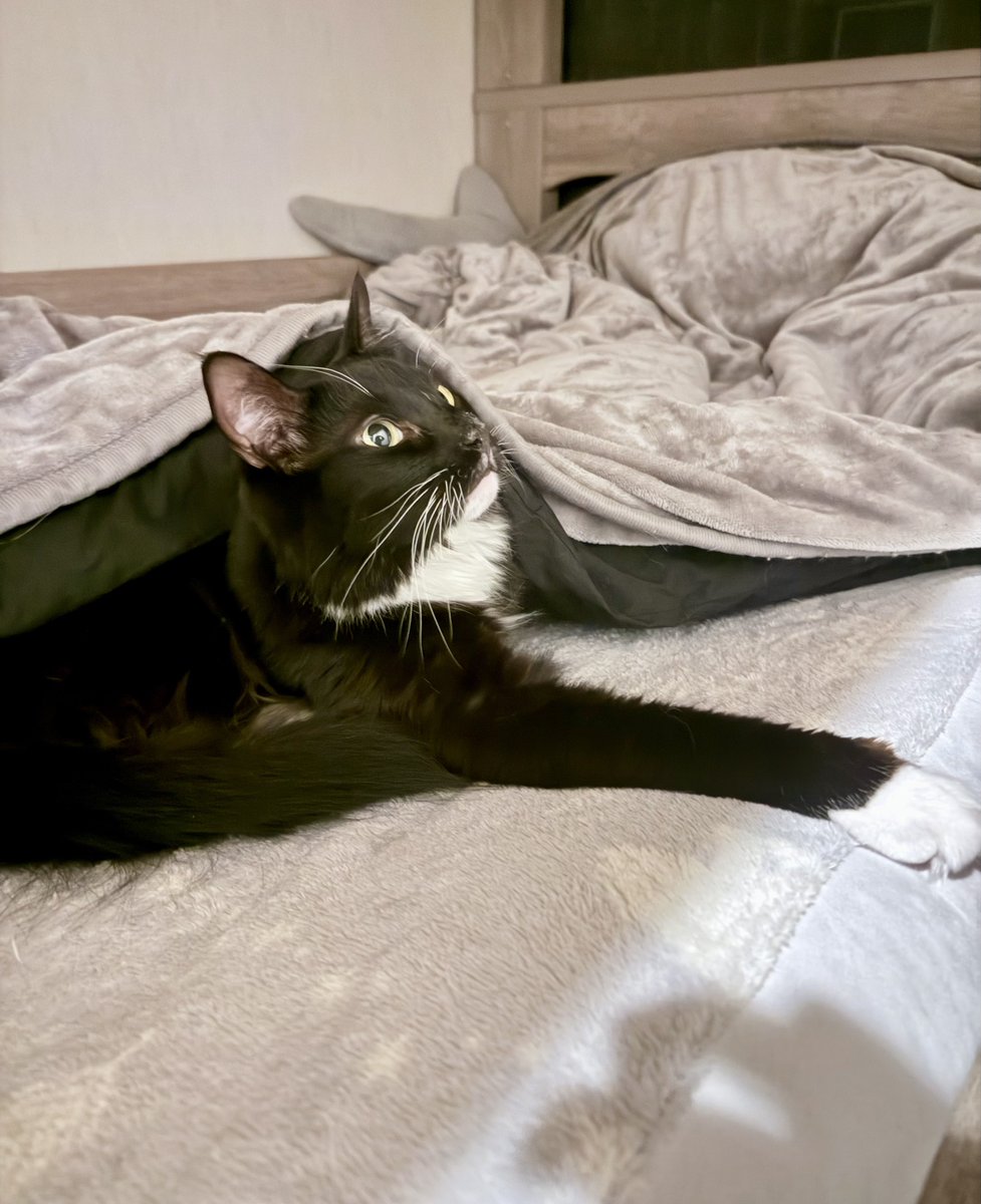 今夜も布団に先約がいらっしゃいました 🐈‍⬛💤 ねこさん、私の寝る