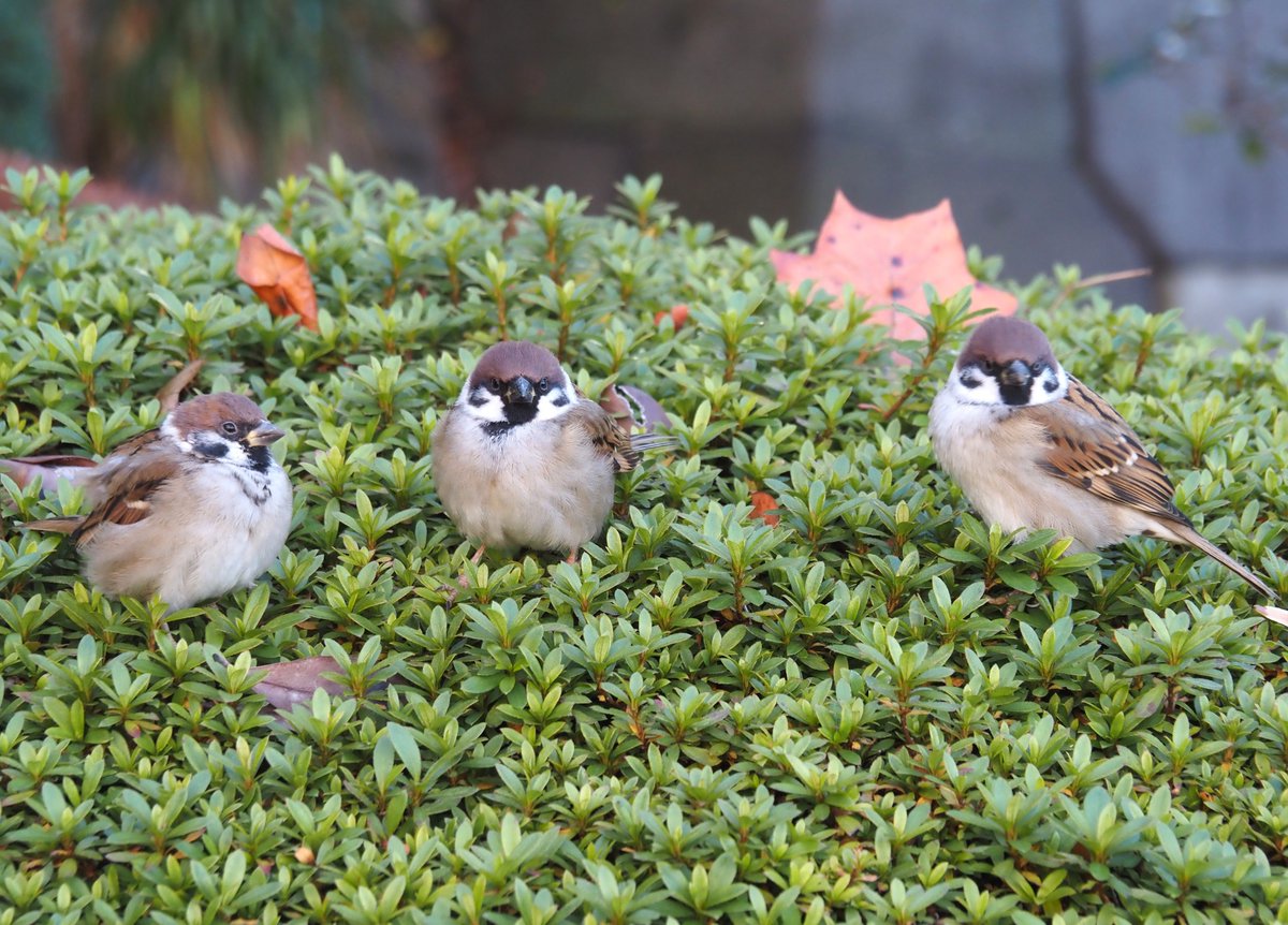 ちゅんちゅん (@chunchu0803) / Posts / X