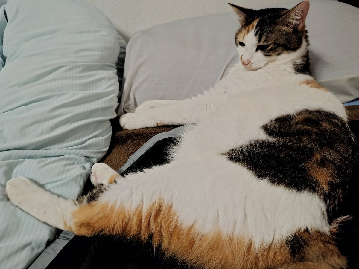 三美お嬢様はお猫様 (@Ladymimi0917) / Posts / X