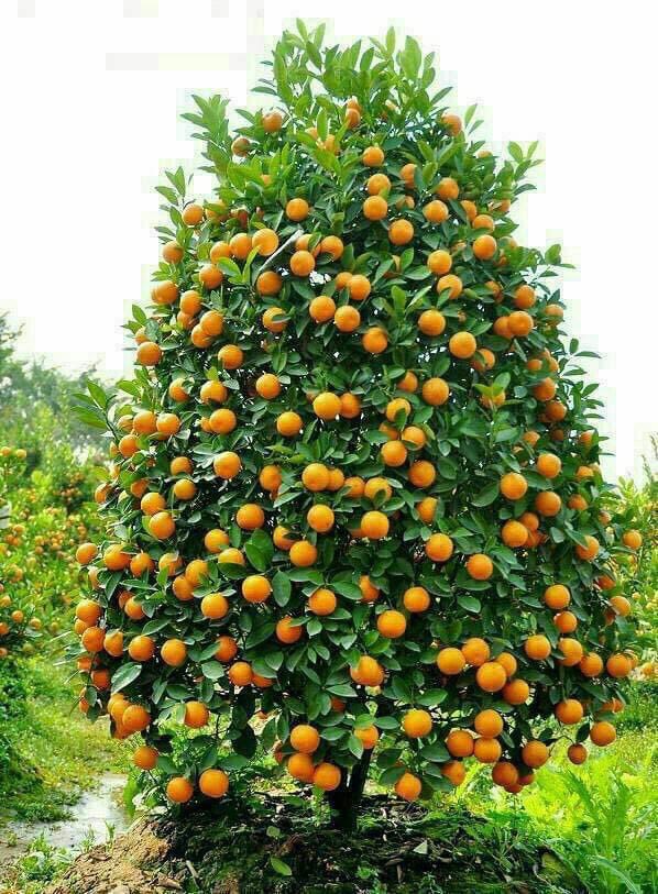مری کریسمس عزیزان🎄
