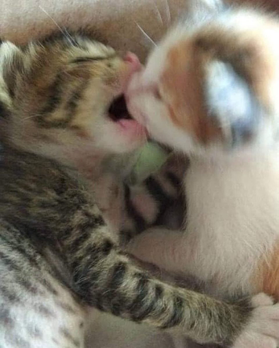 ونان tweet media