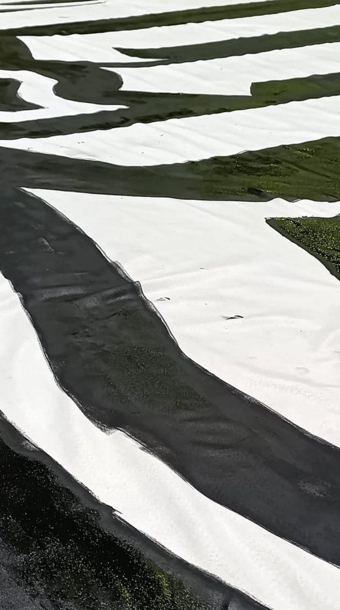 El tiempo nos da una tregua y tenemos otra oportunidad para seguir arriba.

Entra con tiempo al estadio: hemos preparado un tifo especial y repartiremos banderas nuevas por toda la grada.

¡UNA ILUSIÓN NOS PERSIGUE!