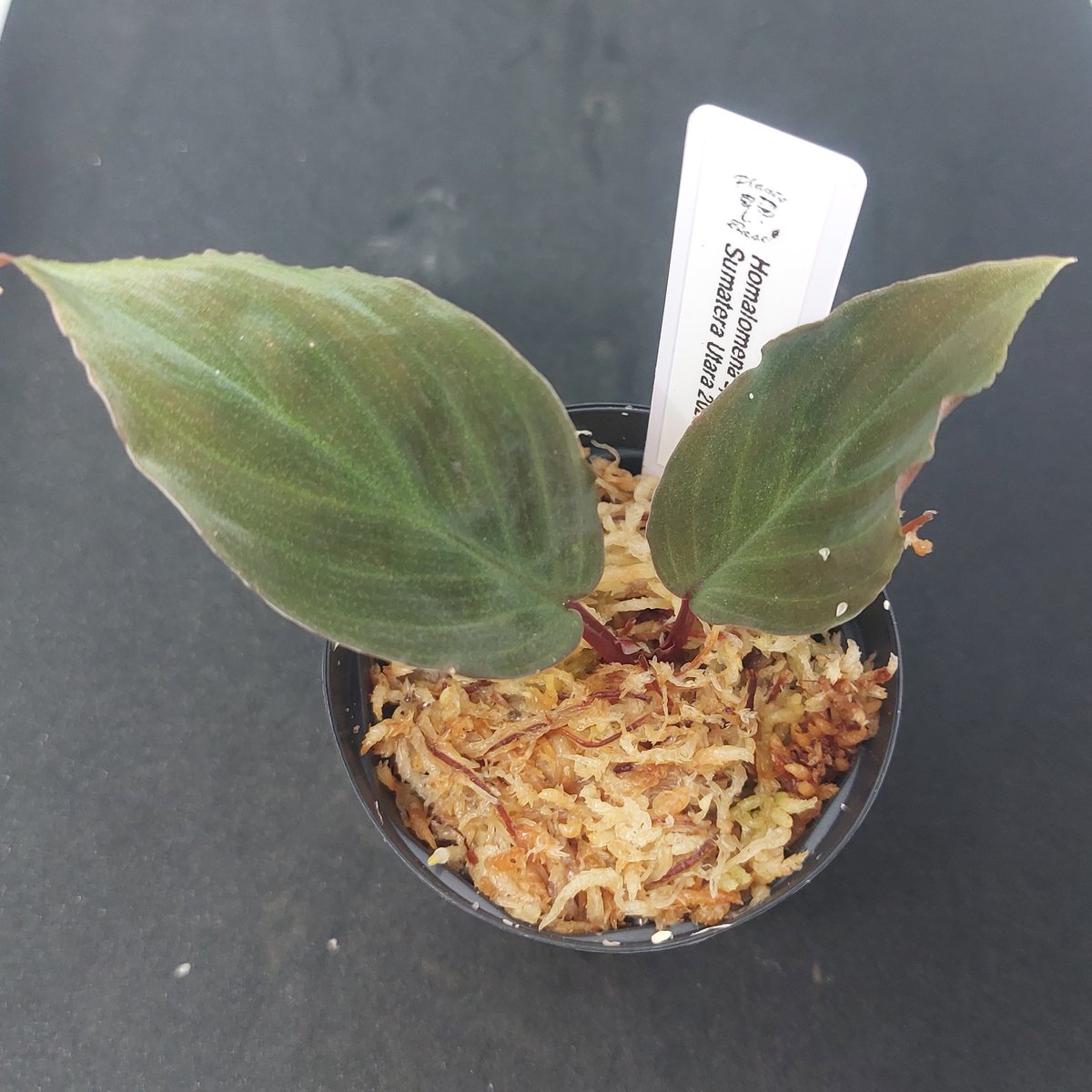 CRY (@Cry66588346Cry) / Posts / X