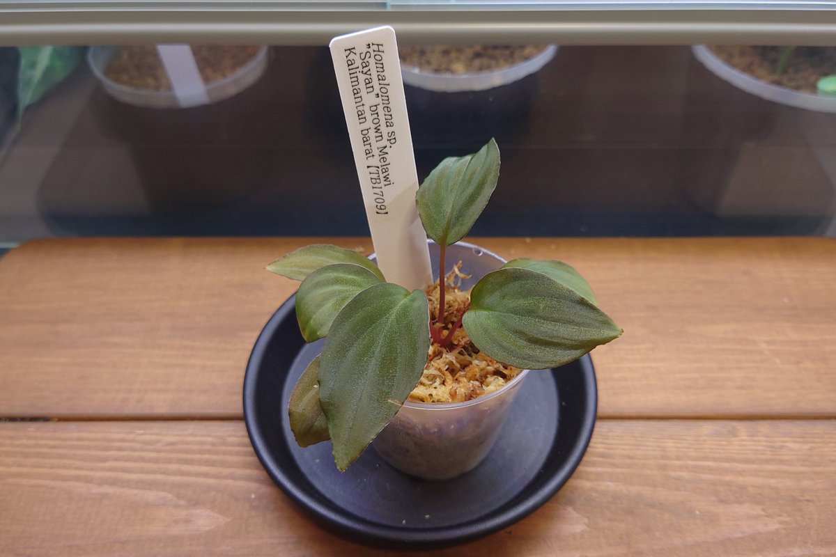 ホマロメナ激レア2種今日の20時まで！ ホマロメナ激レア2種明後日まで！