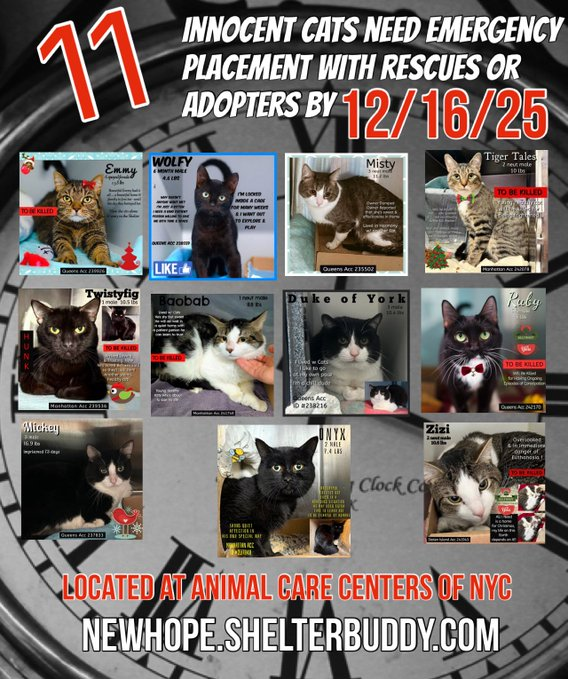 🆘🆘THE 11 (😱😱😱)- POOR CATS BELOW ARE ALL AT RISK OF EU ON 12-16-25

😟😟MOST URGENT ON LIST ARE: 

MISTY (10X ON EPL); DUKE OF YORK (7X ON EPL); ZIZI (6 TIMES ON EPL) &amp; REMY (5 X ON EOL)  - ALL BEING OVERLOOKED AND IGNORED IN SHELTER AND ON X 

SPECIAL MENTION FOR THE
