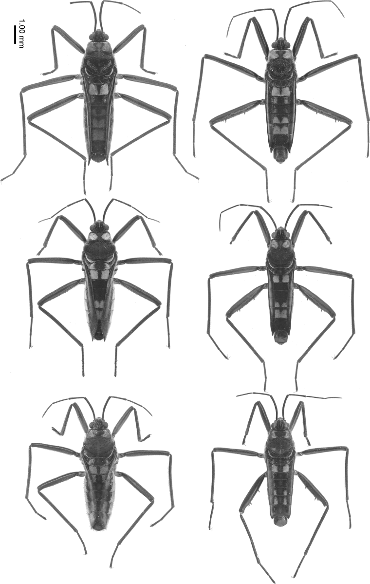 ZooKeys_Journal's tweet image. Three new species of riffle bugs are described - read all about them here: doi.org/10.3897/zookey…

#taxonomy #newspecies #insects