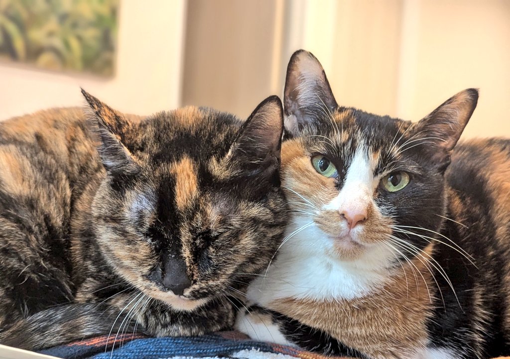 週休8日の猫吸い (@8VA64ArRkX7nOHE) / Posts / X