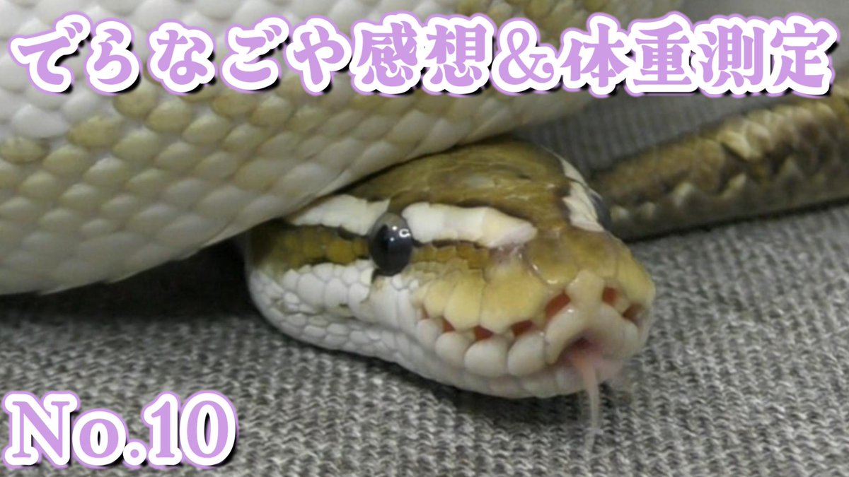ballpython_s's tweet image. 今月の配信は12月21日🐍✨

今回はお写真企画はお休みして
でらなごやの感想会ができたらなって思っております～！

youtube.com/live/46hAndXoG…

#ボールパイソン