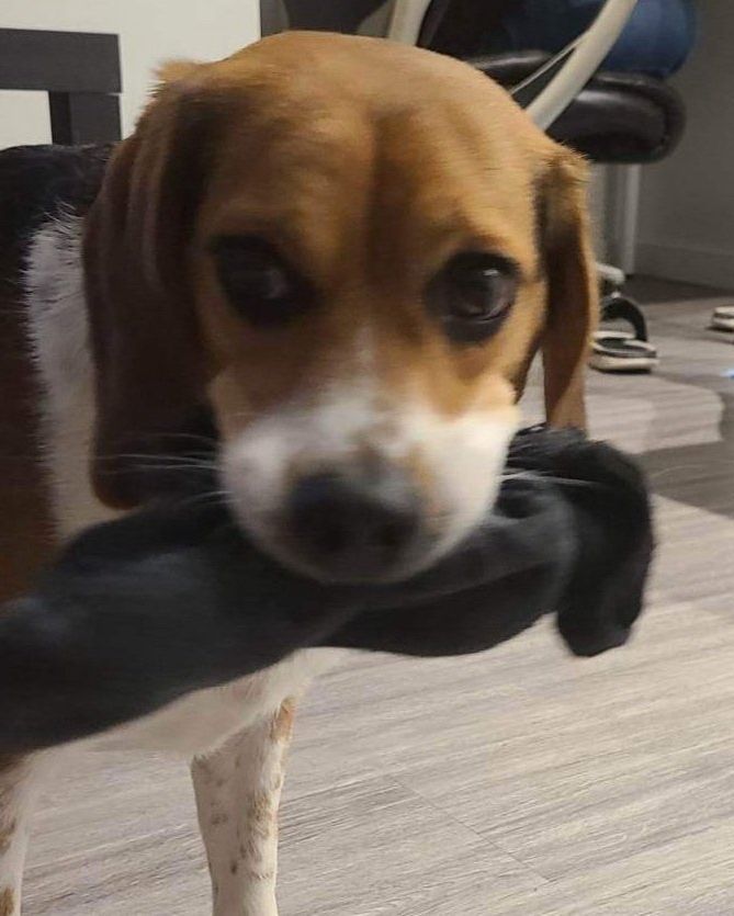 The #beagle provides a regular sock relocation service in many households. #beaglefacts

📷 <a href="/kathmdrx/">Kath RPh 🐀☠️</a> / Twitter