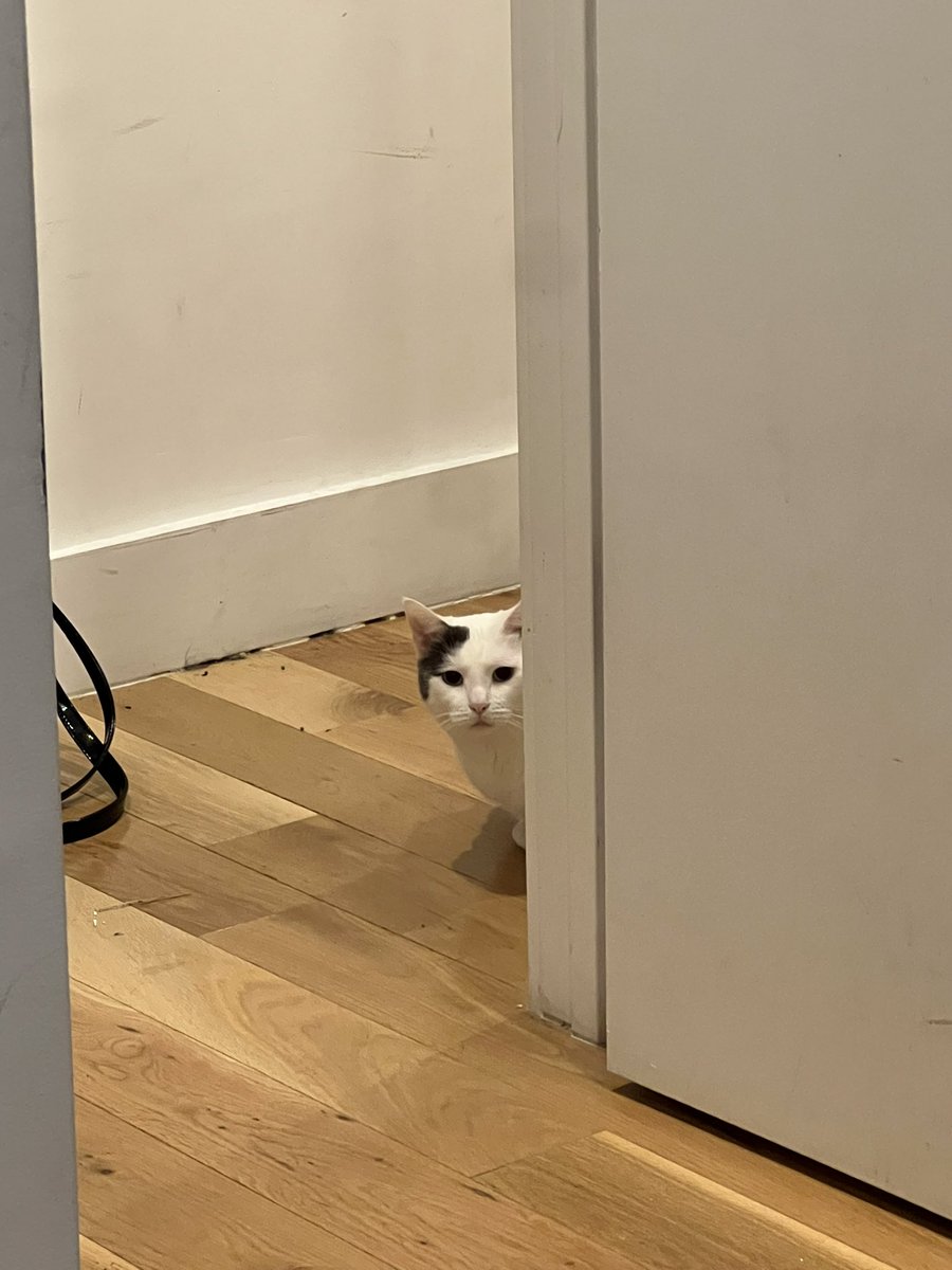 stardewy_'s tweet image. my room mate’s cat wants to be friends so bad but she’s so skittish and shy so sometimes she comes and stares at me from my doorway for half an hour