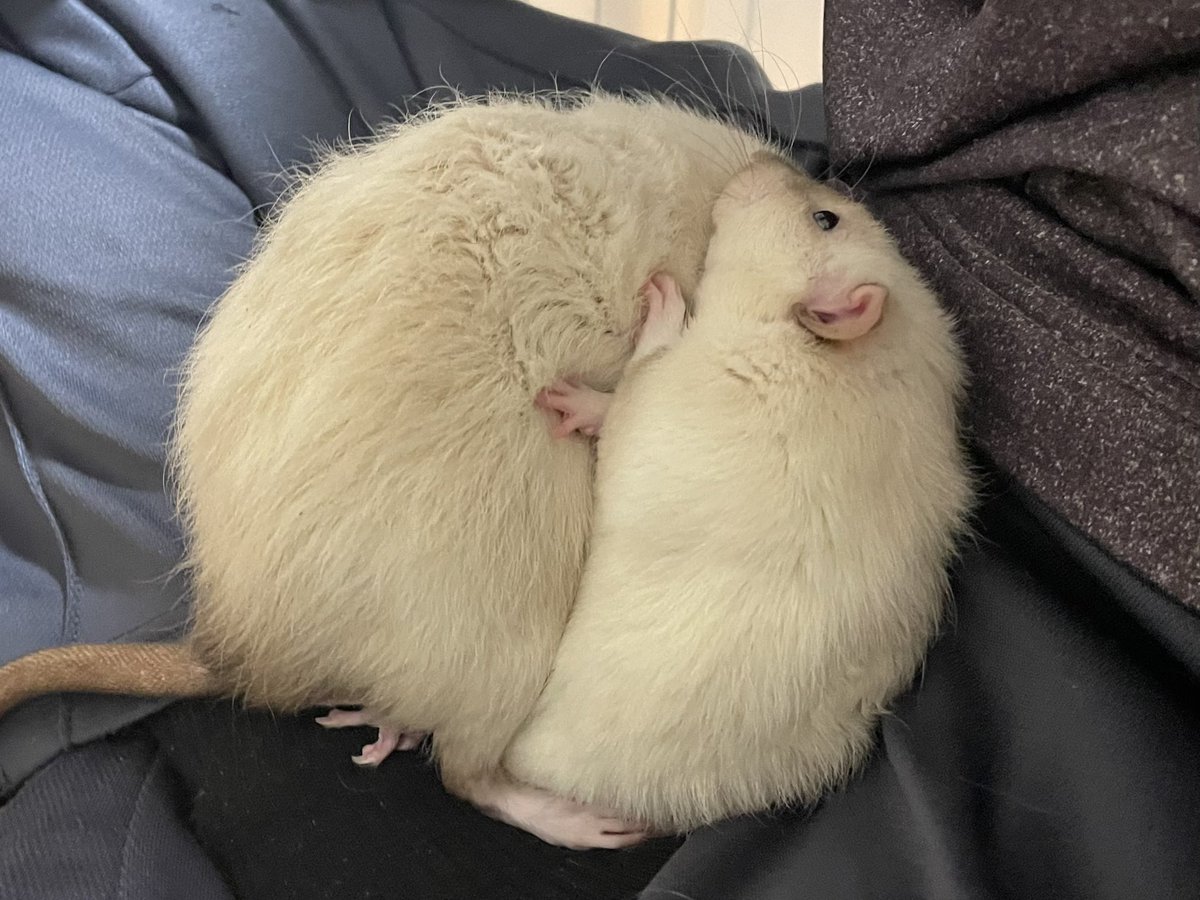 まるかいて　ねずみ