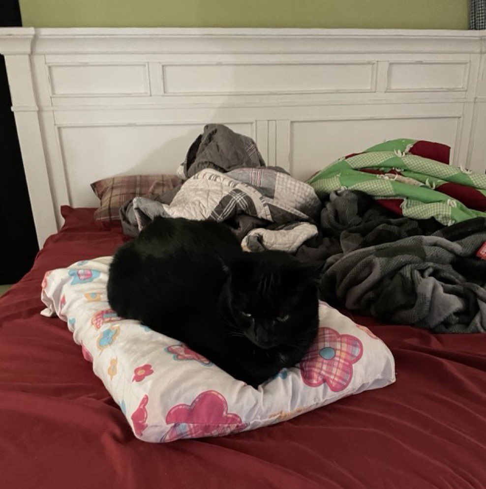 Boidex🦉 tweet media