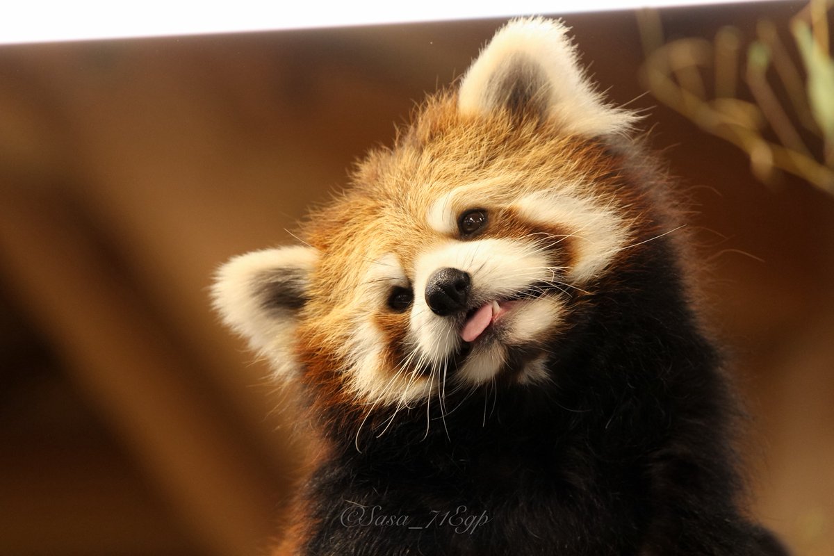 パンダさま確認ページ♡ スタジオにパンダの #星星 登場🐼🌈 マイペース&ちょい悪パンダらしく