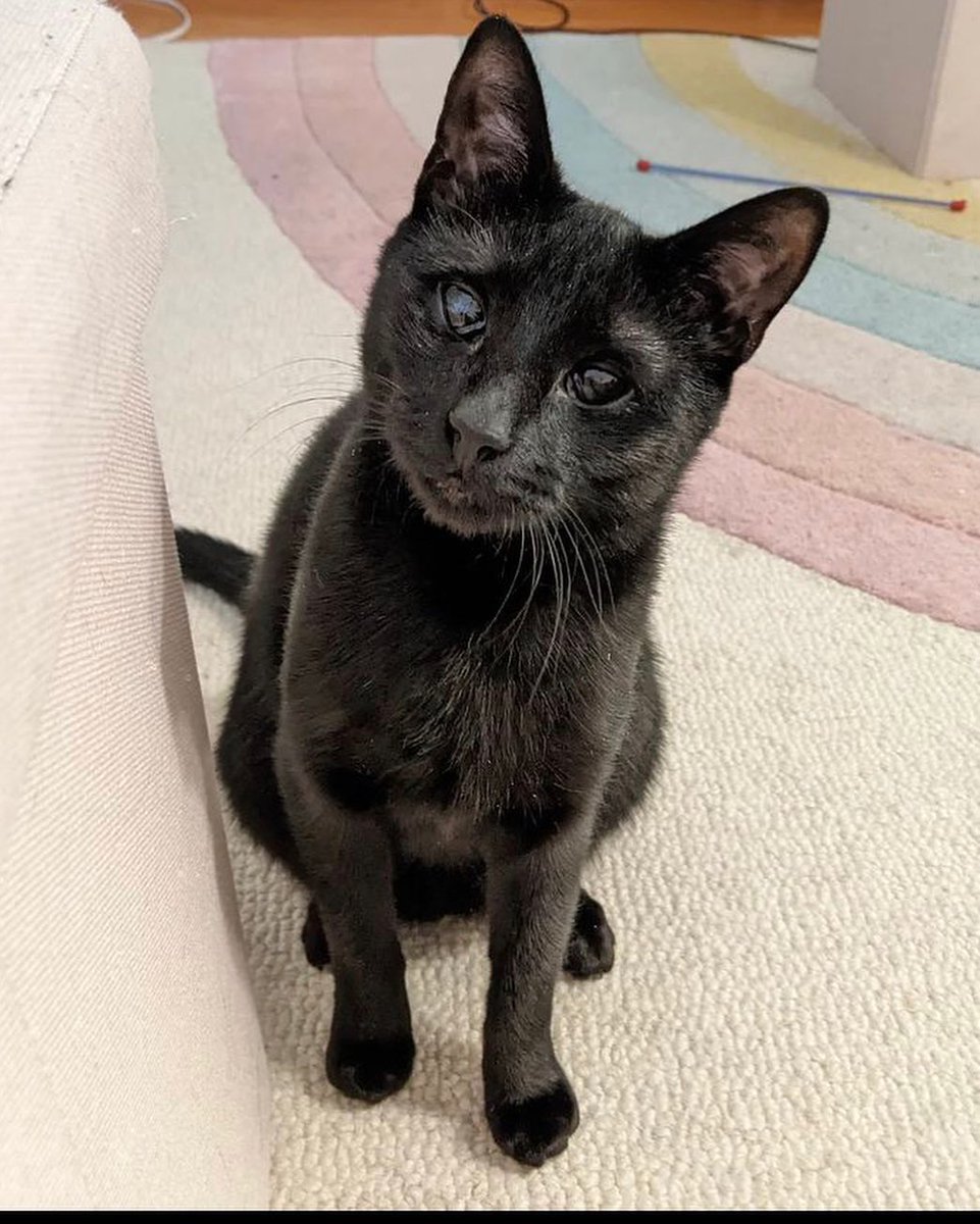 As if it’s not hard enough being a cat that’s trying to survive on the streets of NYC, can you even imagine that life for a BLIND momma cat with FIVE KITTENS? Honey can only see shadows, at best, and yet she kept her babies safe and fed until all were rescued and brought inside.