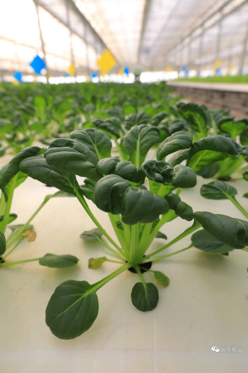 DailyBeijing's tweet image. 北京房山区的智慧蔬菜生产基地
At a #smart #vegetable production base in Beijing's Fangshan District, the irrigation system automatically supplies water on demand. You can even customize the flavor of tomatoes, much like adjusting the sweetness of a beverage. #funinbeijing