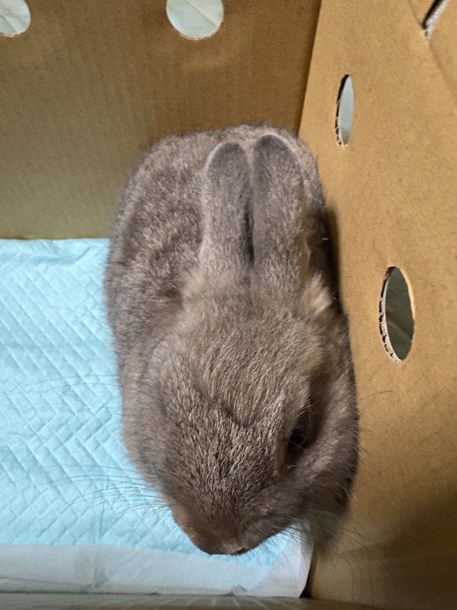 yy75772543's tweet photo. 今日、永遠の牧草を買いにペットショップに行きました。
そこに里親になってくれませんか？の張り紙があり店員さんに事情を聞いた所、お耳と尻尾を齧られあんよ骨折したので値段がつけられずだったそうです。
今日から家族になりました。
名前は、考え中です🐰 https://t.co/6X5H0DjAvp