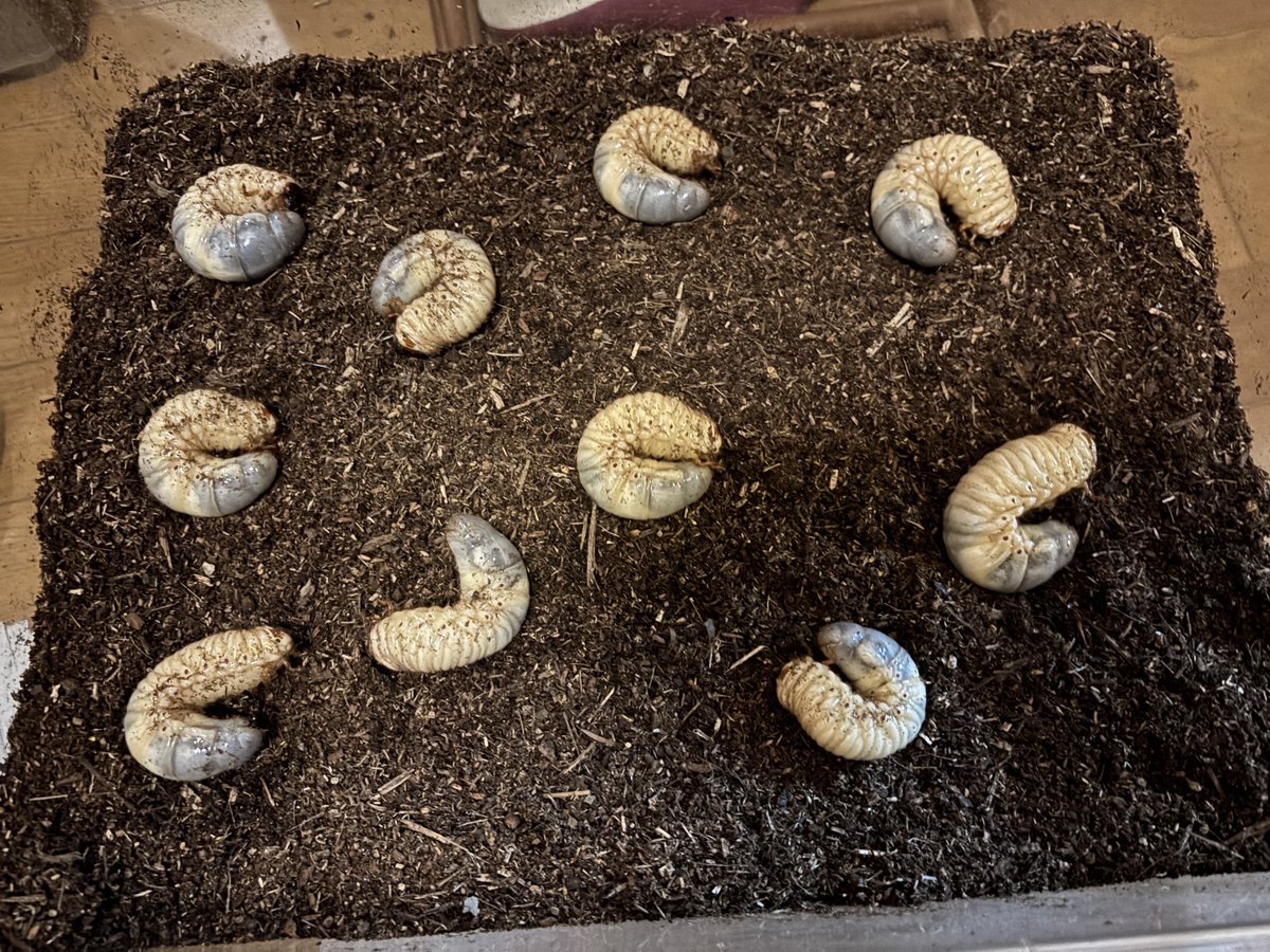 しゃる🌸 tweet media