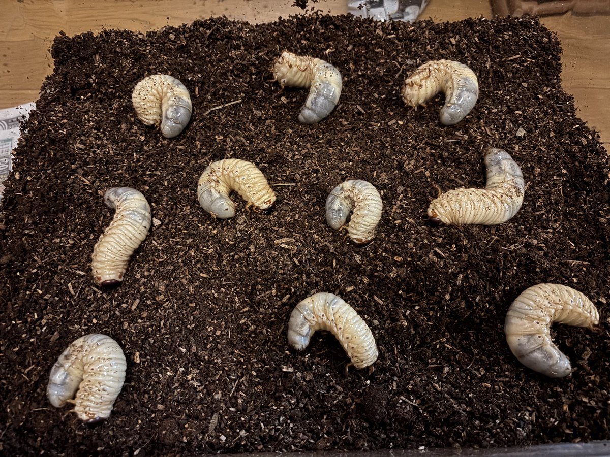 しゃる🌸 tweet media