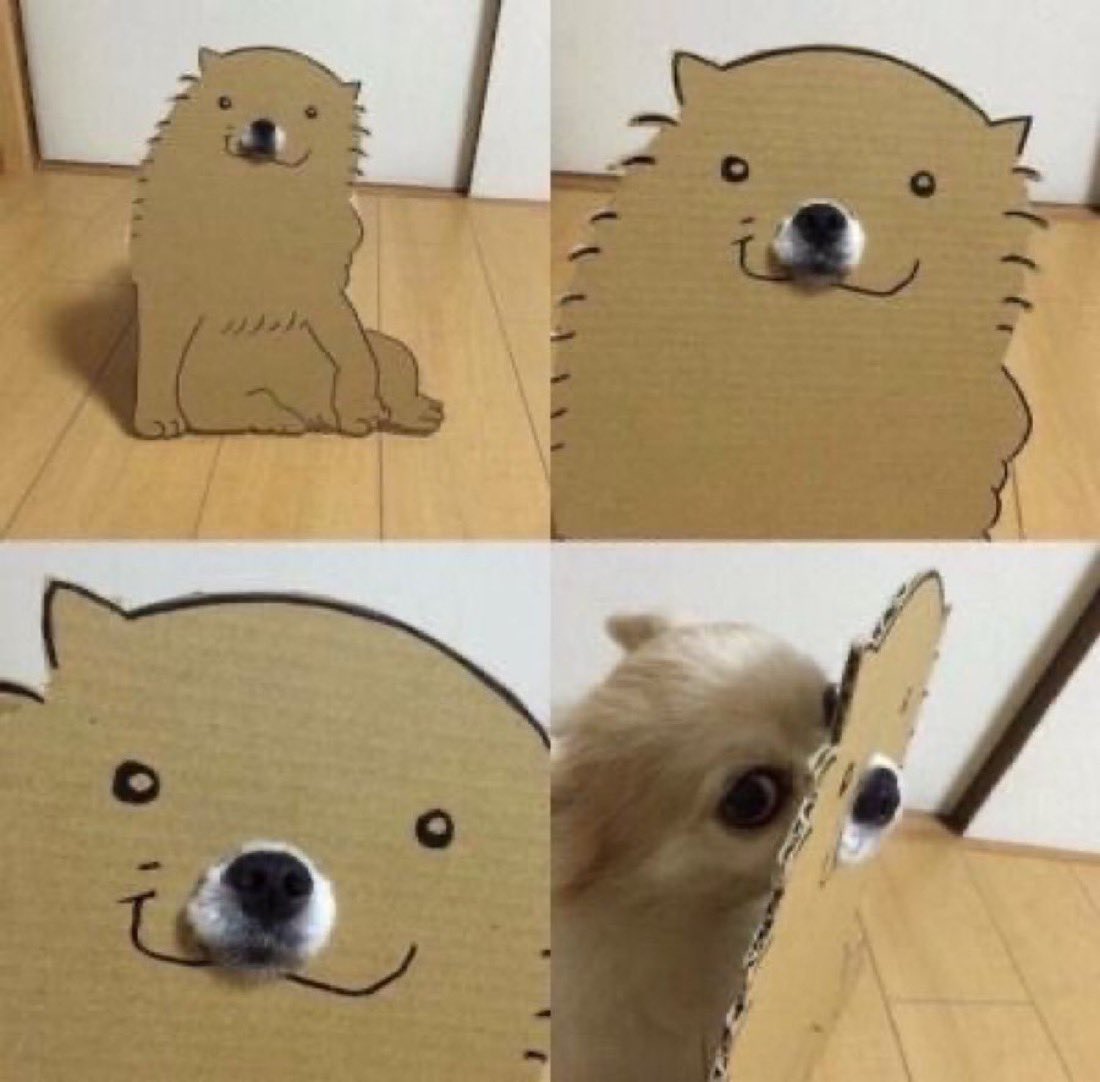 everythingdogss's tweet photo. https://t.co/yl2ZUhRQH8
