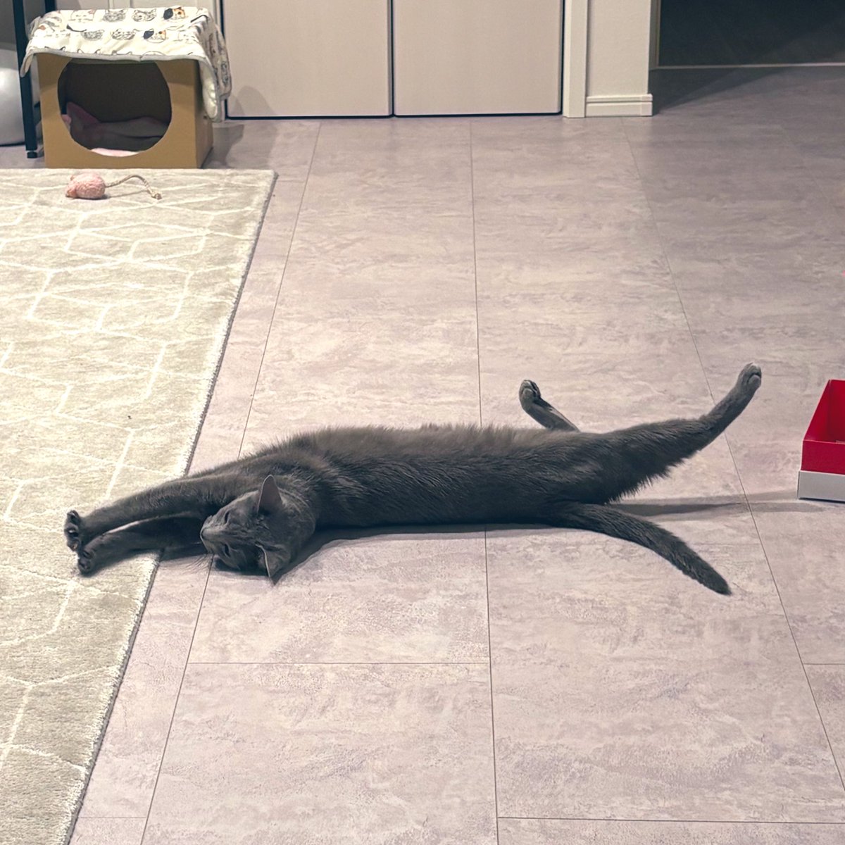 ロシアンブルー様⁎⁺˳ sddefault.jpg