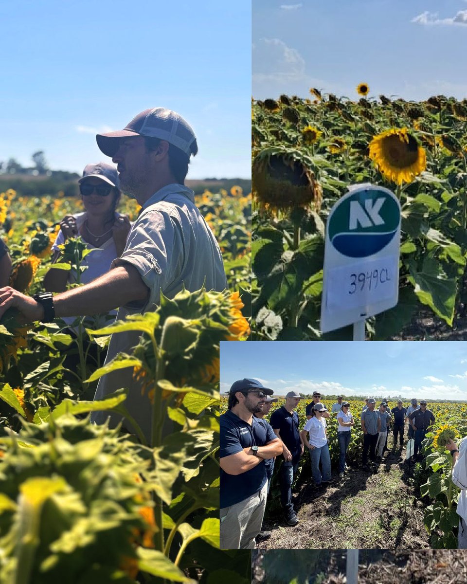 La semana pasada realizamos un Punto NK y una jornada de Entrenamiento en 📍Enrique Carbo y Montoya, Entre Ríos.

👉 La capacitación estuvo dirigida a la fuerza comercial, donde profundizamos en el manejo de cultivo de los siguientes híbridos:

🌻 SYN 3970 CL, NK 3969 CL, SYN