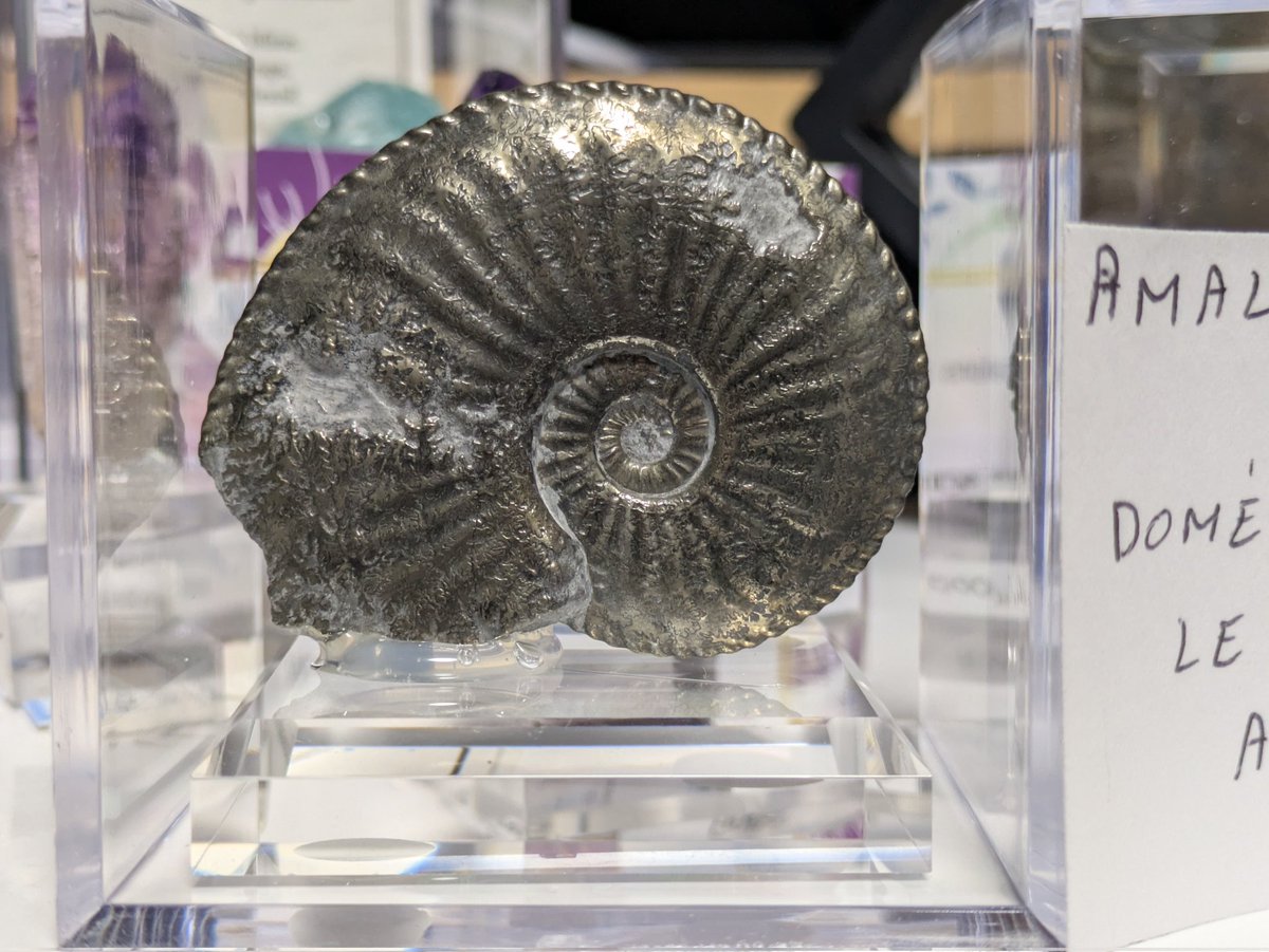 ULTIMOGIOS's tweet image. #東京ミネラルショー
フランスのパイライトアンモナイト
ロシアのパイライトアンモナイト
イギリスのパイライトアンモナイト

昔々に憧れたアンモナイトに三葉虫、今見ても良いな！