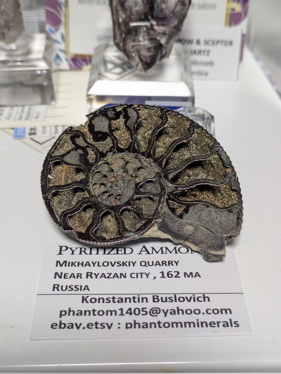 ULTIMOGIOS's tweet image. #東京ミネラルショー
フランスのパイライトアンモナイト
ロシアのパイライトアンモナイト
イギリスのパイライトアンモナイト

昔々に憧れたアンモナイトに三葉虫、今見ても良いな！