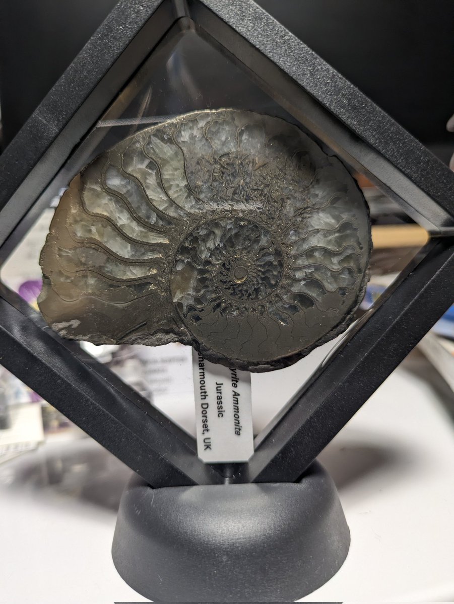 ULTIMOGIOS's tweet image. #東京ミネラルショー
フランスのパイライトアンモナイト
ロシアのパイライトアンモナイト
イギリスのパイライトアンモナイト

昔々に憧れたアンモナイトに三葉虫、今見ても良いな！