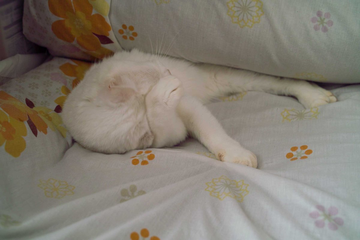 saya_tk's tweet photo. #本日のハル

異形のモノっぽい（毛繕い中）

#sigma #foveon #dp2 #cat #ハル #白猫 https://t.co/w5LyesXPn7