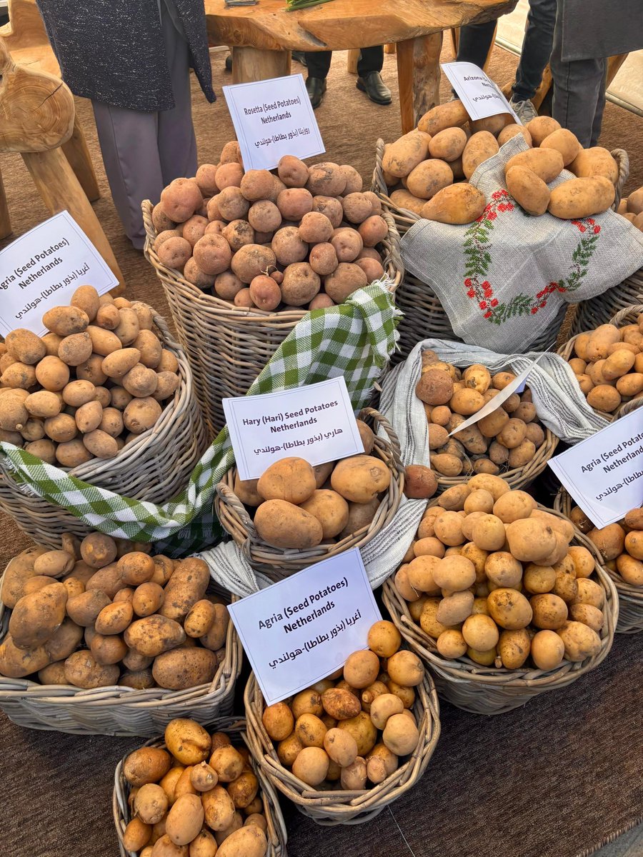 nlinkri's tweet photo. Today we launched the first Duhok Potato Festival. 

A great event to highlight the strong progress in the field of 🥔 production in the Kurdistan Region. 

Thanks to strong 🇳🇱-KRI cooperation, harvests increase and thousands of sustainable jobs are created. 

#FarmingtheFuture https://t.co/NxZpMiVhy0