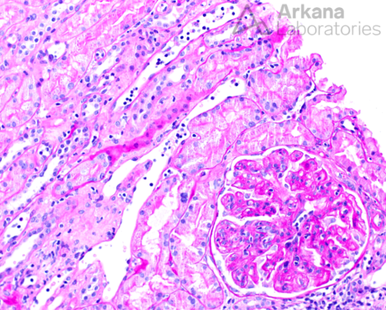 Arkana Laboratories tweet media