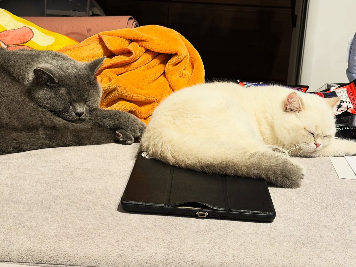 BlueSnyaiper's tweet photo. シンクロナイズド睡眠グってやつです。 https://t.co/JIZD5wOFjw