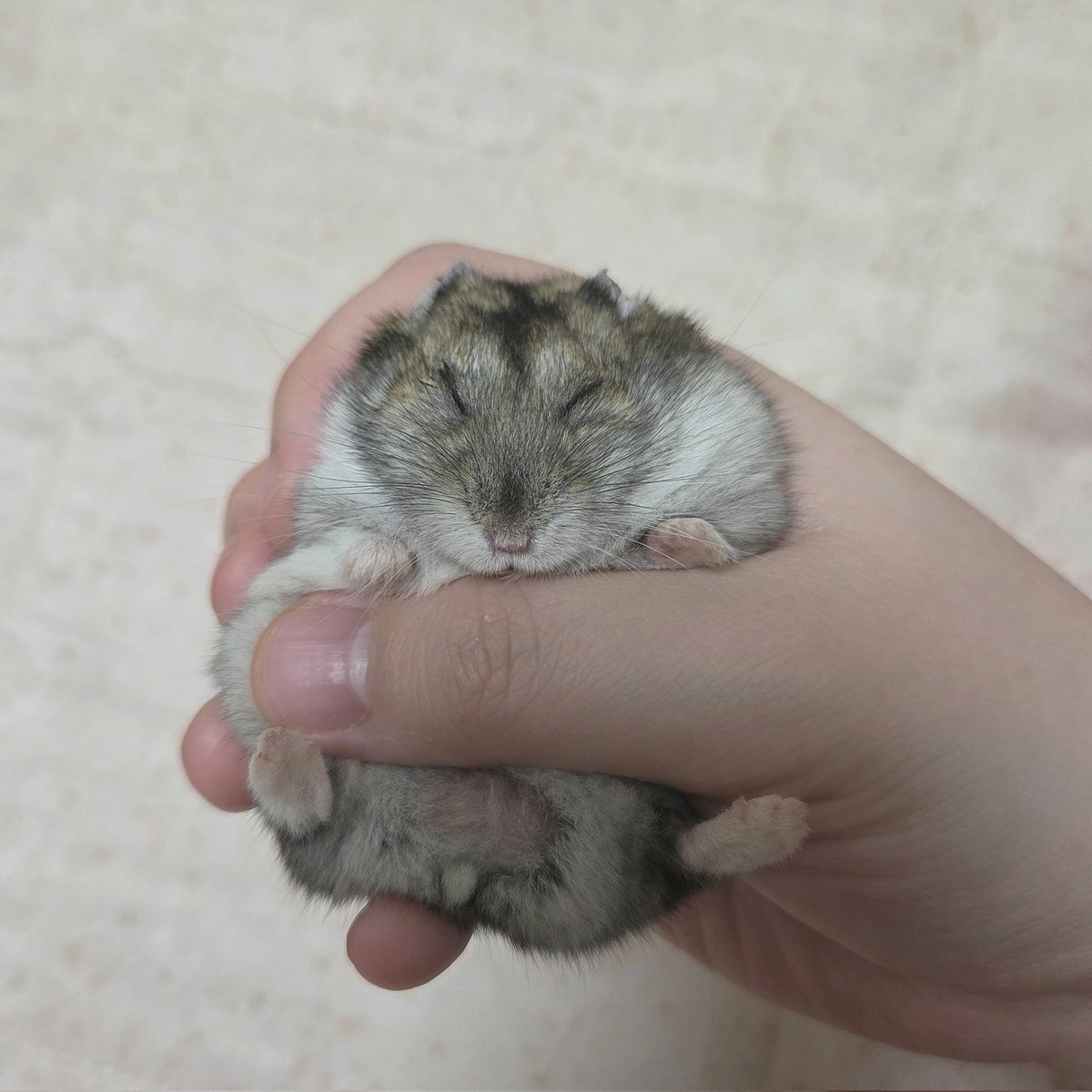 맘마(약) 먹어야해서 들려나오셨는데
그대로 주무시면 어떡하란 말이에요