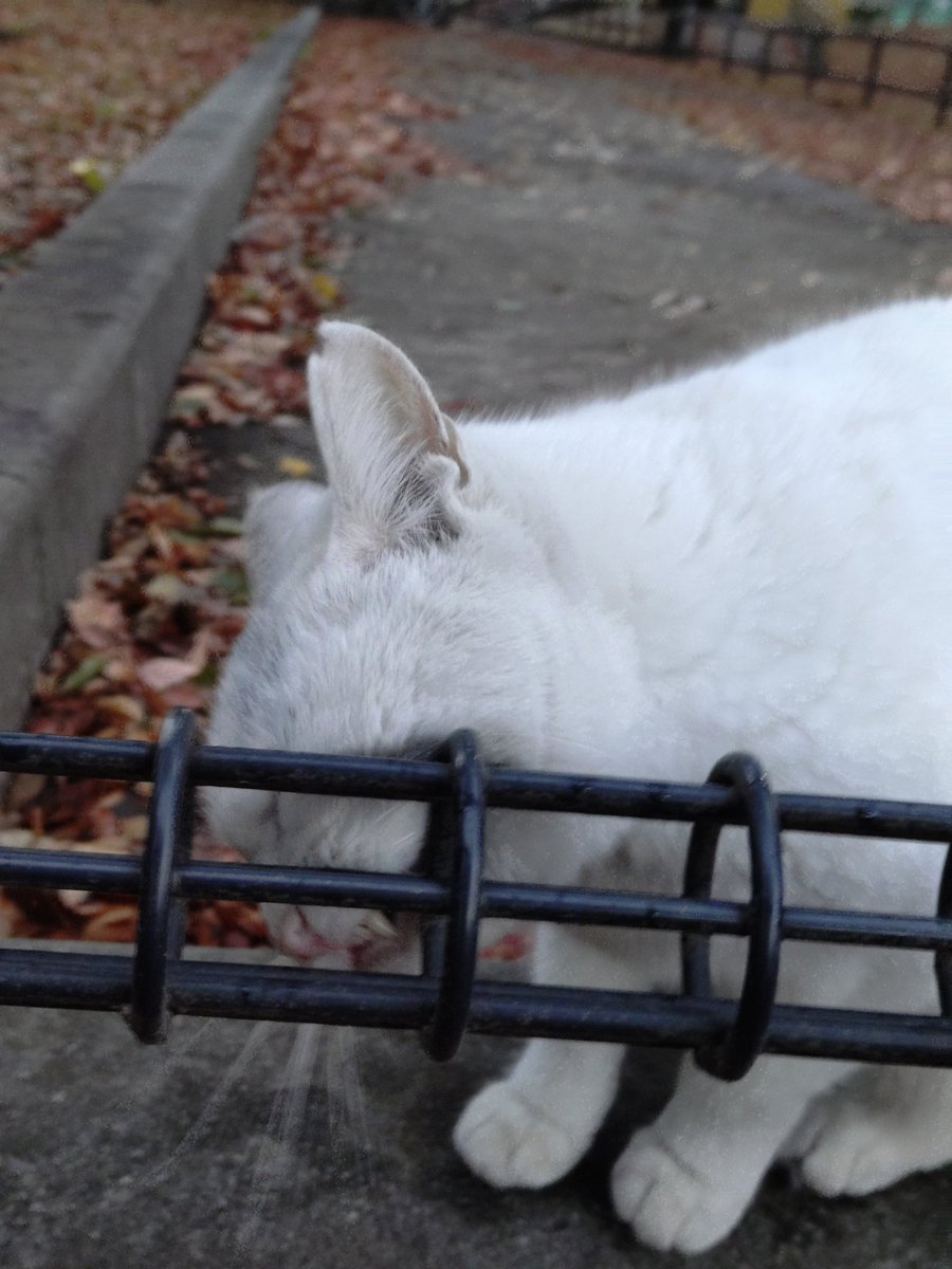 お馴染みネコちゃんたち、その他色々… 今日はかなり遅くなって撮れない