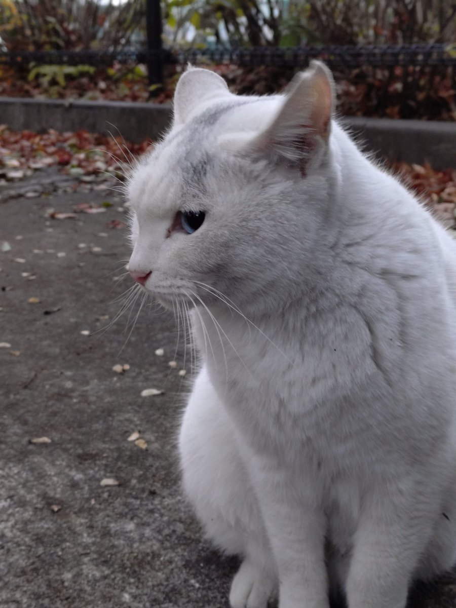 お馴染みネコちゃんたち、その他色々… 今日はかなり遅くなって撮れない