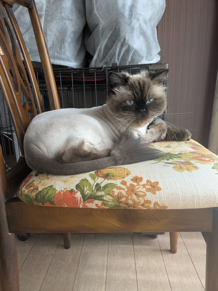 mujin_fuga's tweet image. 色々大変ですが、猫達が元気なのでまあいいかなと