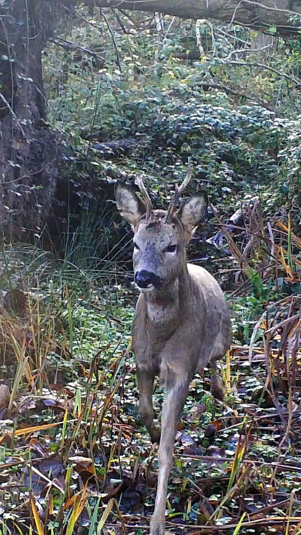 Roe Deer TrailCam Early December video youtube.com/shorts/cRLIe-a… via #youtube