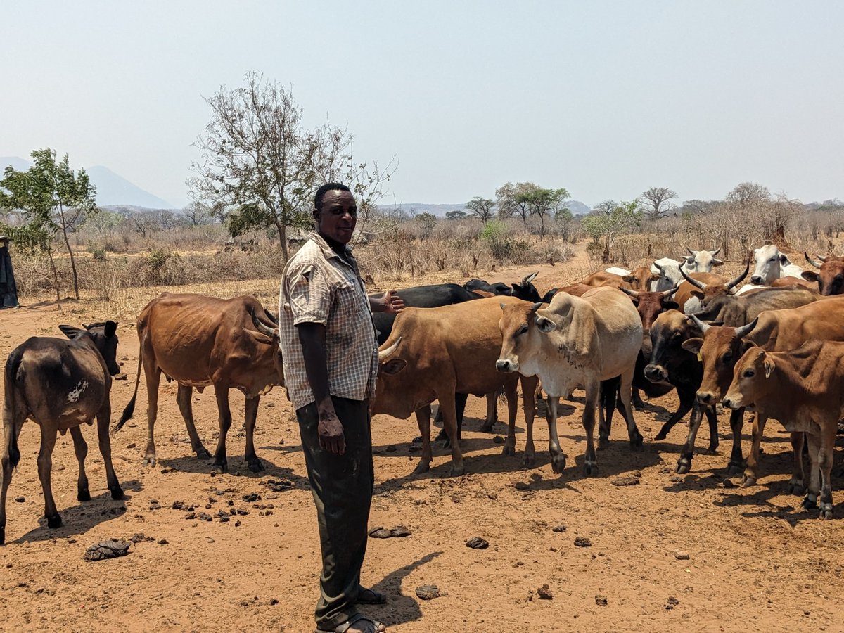 Mining Zambia’s Carbon Forests

A newly approved mine by a Chinese-owned company has moved machinery into a forest area linked to a major REDD+ carbon project — raising alarm over land rights, livelihoods, wildlife, and Zambia’s climate commitments.
By Womba Kasela
A quiet