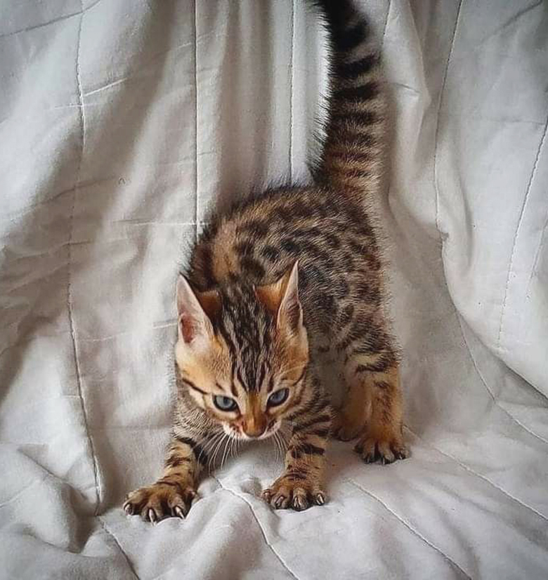 gentleeeeeeecat's tweet image. 